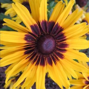 Meet your Posher, Allison